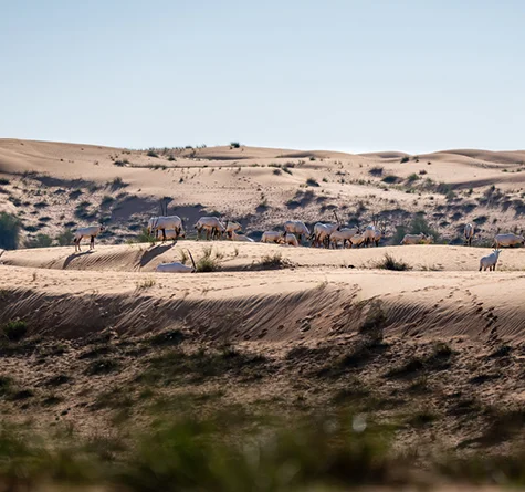 Overnight Desert Safari, , medium